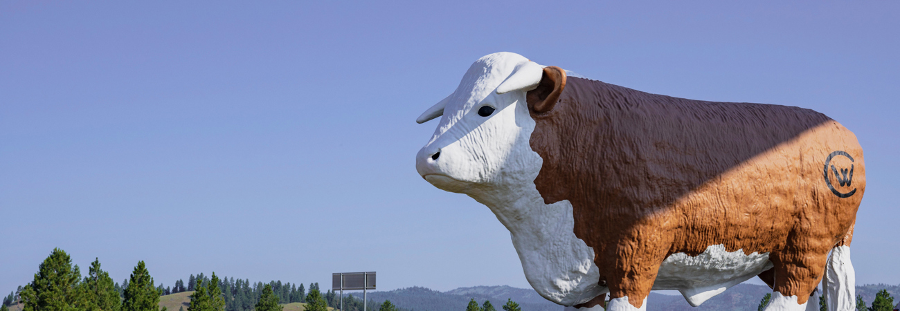 Cow at Clearwater Junction gas station on a summer day