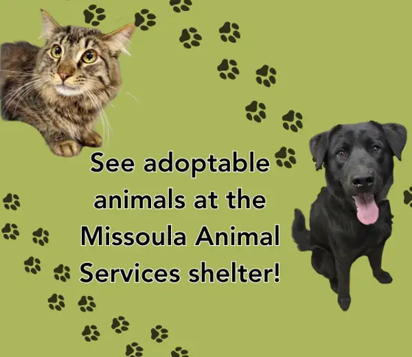 Adoptable Animals At The Shelter