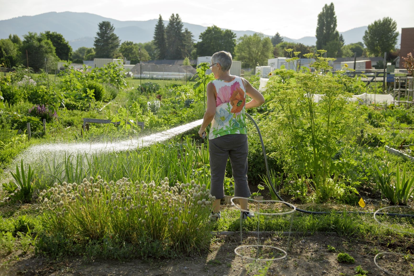 Neighborhood Farms And Community Gardens