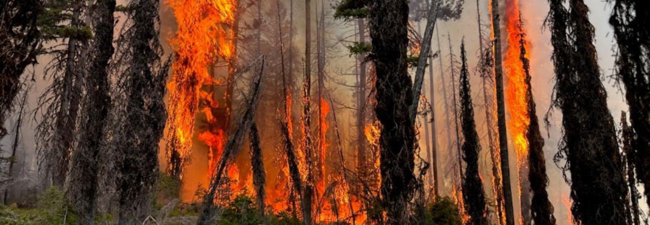 Detail of trees burning during the Colt Fire