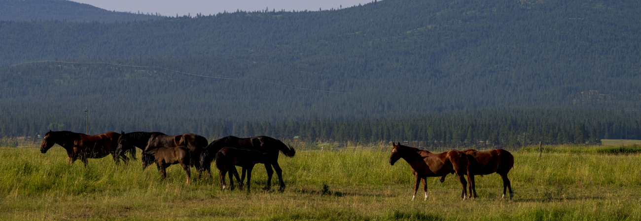 Horses in a field  in the Blackfoot valley
