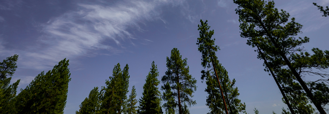 Lodgepole pine trees and summer sky